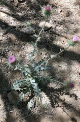 Cirsium neomexicanum