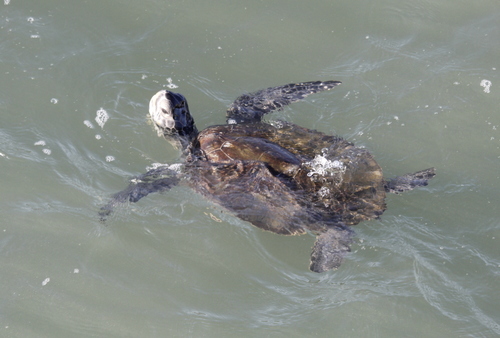 Green turtle