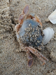 Liocarcinus holsatus