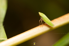 Draeculacephala minerva