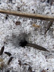 Nylanderia phantasma