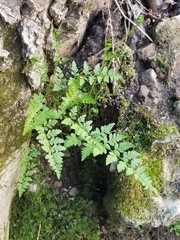 Cystopteris protrusa