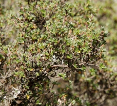Cliffortia tridentata