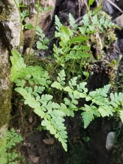 Cystopteris protrusa