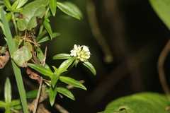 Galianthe bogotensis