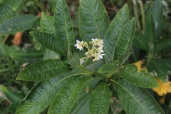 Solanum oblongifolium