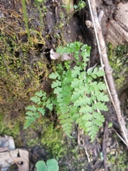 Cystopteris protrusa