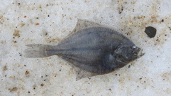 Pleuronectinae