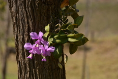 Cattleya nobilior
