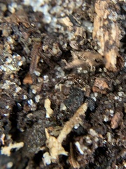 Hypoponera opacior image
