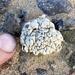 Light Gray Lichen - Photo (c) Kipp Metzger, some rights reserved (CC BY-NC), uploaded by Kipp Metzger