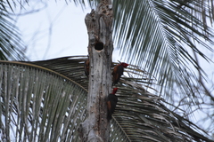 Campephilus rubricollis