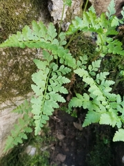 Cystopteris protrusa