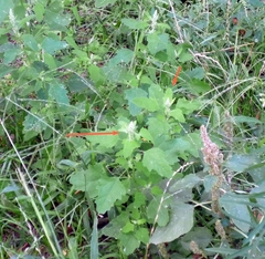 Chenopodium ucrainicum