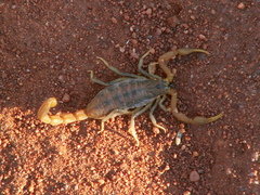 Uroplectes planimanus