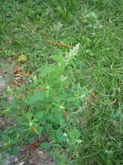 Chenopodium ucrainicum