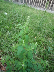 Chenopodium ucrainicum