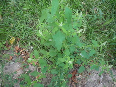 Chenopodium ucrainicum