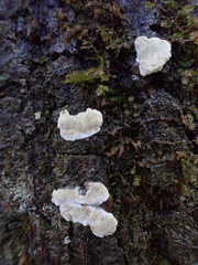 Dendrothele candida