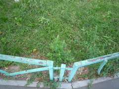 Chenopodium ucrainicum