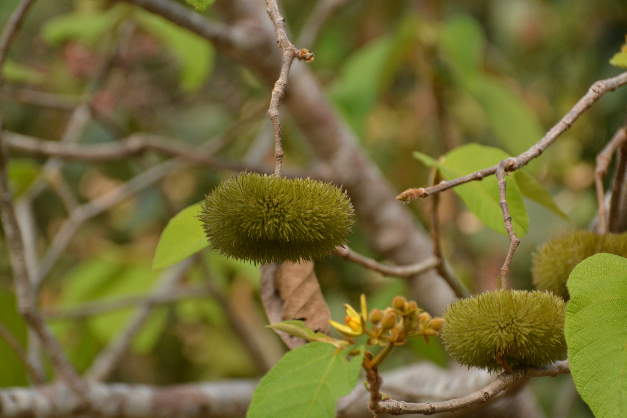 Apeiba tibourbou