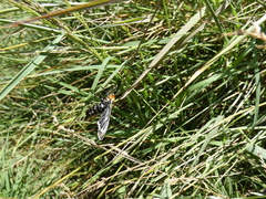 Ctenucha vittigera