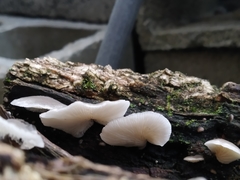 Crepidotus