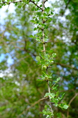 Commiphora schimperi