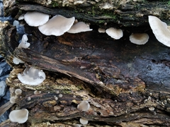 Crepidotus