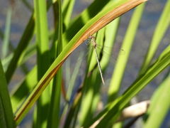 Lestes undulatus