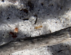 Nylanderia phantasma