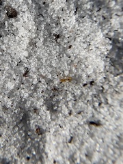 Nylanderia phantasma