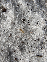 Nylanderia phantasma