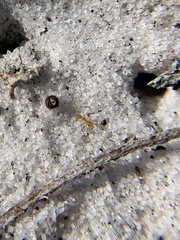 Nylanderia phantasma