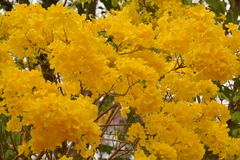 Handroanthus serratifolius