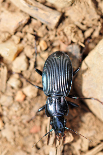 Pterostichus lachrymosus photo 5