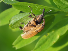 Lixus punctiventris