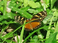 Eresia ithomioides alsina