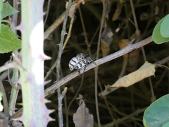 Aegorhinus superciliosus