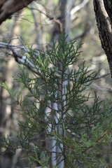 Juniperus deltoides