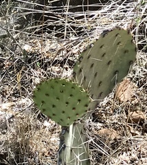 Opuntia macrocentra