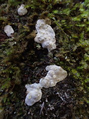 Dendrothele candida