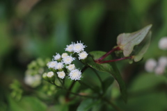 Ageratina gracilis