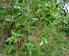 Ozoroa paniculosa paniculosa