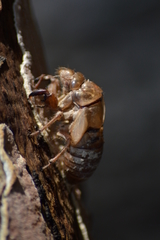 Lyristes plebejus
