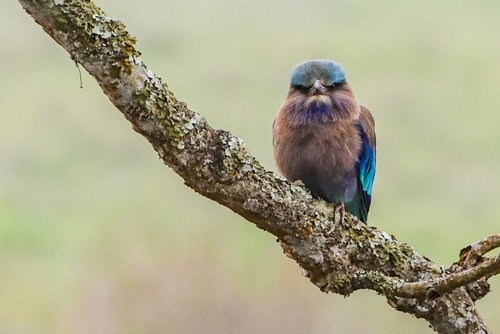 Indochinese Roller (Coracias affinis), photo 10