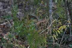 Juniperus deltoides