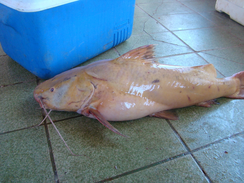 Brazilian Jahu Catfish