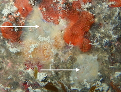 Aplidium glabrum