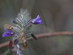 Haplanthodes neilgherryensis